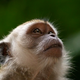 Illustration for article titled Time For A Little Monkey Business